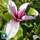 Buy Magnolia liliiflora Nigra (Magnolia) online from Jacksons Nurseries