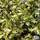 Buy Osmanthus heterophyllus Goshiki (False Holly) online from Jacksons Nurseries