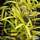 Buy Pleioblastus viridistriatus (auricomus) online from Jacksons Nurseries