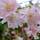 Buy Prunus x subhirtella 'Autumnalis Rosea' (Pink Autumn Cherry) online from Jacksons Nurseries