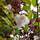 Buy Prunus x subhirtella Autumnalis (White Autumn Cherry) online from Jacksons Nurseries