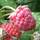 Buy Raspberry - Rubus idaeus 'Glen Moy' online from Jacksons Nurseries