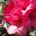 Buy Rhododendron Anna Rose Whitney online from Jacksons Nurseries
