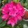 Buy Rhododendron Britannia online from Jacksons Nurseries