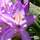 Buy Rhododendron Lees Dark Purple online from Jacksons Nurseries