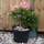 Buy Rhododendron Surrey Heath (Yakushimanum Rhododendron) online from Jacksons Nurseries