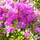 Buy Azalea japonica Blue Danube online from Jacksons Nurseries