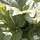 Buy Rhubarb - Rheum x hybridum 'Timperley Early' online from Jacksons Nurseries