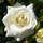 Buy Rosa Pascali online from Jacksons Nurseries