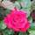 Buy Rosa National Trust (Hybrid Tea) online from Jacksons Nurseries