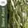 Buy Salix x sepulcralis Chrysocoma Golden Weeping Willow 40-60cm 1+1 Bare Root online from Jacksons Nurseries