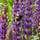 Buy Salvia nemorosa Ostfriesland (Meadow Sage) online from Jacksons Nurseries
