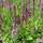 Buy Salvia x sylvestris Rose Queen (Sage) online from Jacksons Nurseries