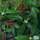 Buy Skimmia japonica subsp reevesiana (Japanese Skimmia (Self fertile)) online from Jacksons Nurseries