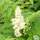 Buy Sorbaria sorbifolia Sem (False spiraea) online from Jacksons Nurseries