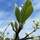 Buy Sorbus aria Lutescens (Whitebeam) online from Jacksons Nurseries
