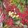 Buy Sorbus aucuparia Joseph Rock (Rowan) online from Jacksons Nurseries