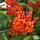 Buy Sorbus aucuparia Aspleniifolia (Cut leafed Rowan) online from Jacksons Nurseries
