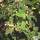 Buy Sorbus vilmorinii (Vilmorin Rowan) online from Jacksons Nurseries