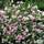 Buy Syringa pubescens subsp. patula 'Miss Kim' (Miss Kim Lilac) online from Jacksons Nurseries