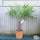 Buy Trachycarpus fortunei (Chusan Palm) online from Jacksons Nurseries
