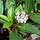 Buy Viburnum davidii (Viburnum) online from Jacksons Nurseries