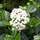 Buy Viburnum tinus (Laurustinus) online from Jacksons Nurseries