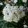 Buy Viburnum tinus Eve Price (Laurustinus) online from Jacksons Nurseries