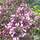 Buy Weigela florida Foliis Purpureis (Purple Weigela) online from Jacksons Nurseries