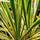 Buy Yucca filamentosa Bright Edge (Adam's Needle) online from Jacksons Nurseries