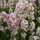 Buy Lavandula angustifolia Rosea (Lavender) online from Jacksons Nurseries
