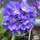 Buy Primula denticulata (Drumstick Primula) online from Jacksons Nurseries
