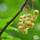 Buy Whitecurrant - Ribes rubrum 'Versailles Blanche' online from Jacksons Nurseries