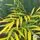 Buy Mahonia eurybracteata (sweet winter) in the UK