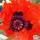 Buy Papaver-orientale Beauty of Livermere (Oriental Poppy)in the UK
