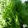 Buy Thuja occidentalis Smaragd online from Jacksons Nurseries.