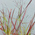 Buy Panicum virgatum Hot Rod (Switch grass) online from Jacksons Nurseries.