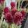 Antennaria dioica 'Rubra' online from Jacksons Nurseries.