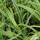Buy Carex trifida Rekohu Sunrise (Sedge) online from Jacksons Nurseries.