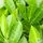 Buy laurel hedging bare root (Prunus laurocerasus Rotundifolia) in the UK online from Jacksons Nurseries.