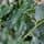 Buy Prunus lusitanica (Portuguese Laurel) online from Jacksons Nurseries.