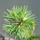 Buy Pinus sylvestris (Scots Pine) online from Jacksons Nurseries.