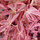 Buy Acer palmatum Shirazz (Japanese Maple) online from Jacksons Nurseries.