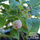 Buy Blueberry - Vaccinium corymbosum 'pink bonbons' online from Jacksons Nurseries.