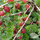 Buy Gooseberry 'Captivator' online from Jacksons Nurseries.