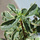 Buy Hydrangea anomala subsp. petiolaris 'Silver Lining'(Climbing Hydrangea) online from Jacksons Nurseries.