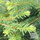 Buy Picea abies 'Nidiformis' online from Jackson's Nurseries.