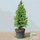 Buy Picea glauca var. albertiana 'Conica' (White Spruce) online from Jacksons Nurseries.