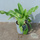 Buy Primula denticulata (Drumstick Primula) online from Jacksons Nurseries.