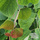 Buy Cercis canadensis appalachian red (North American Redbud/Judas Tree) online from Jacksons Nurseries.